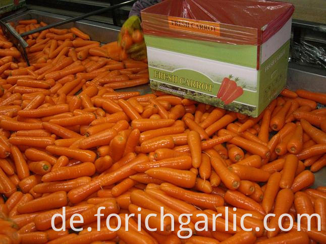 Fresh Carrot